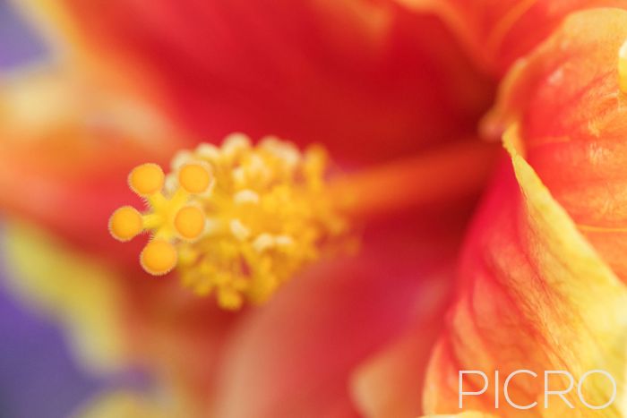 Hibiscus Stigma - Hibiscus Stigma