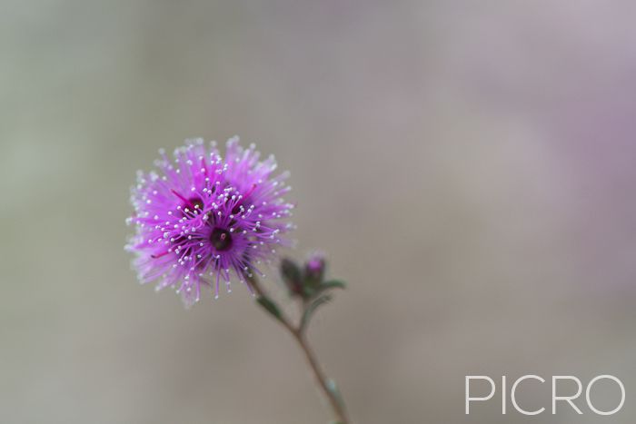 Kunzea - Kunzea