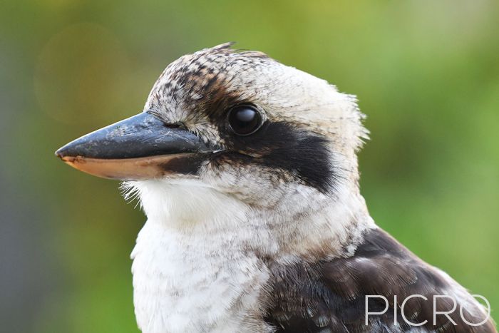 Laughing Kookaburra - Laughing Kookaburra