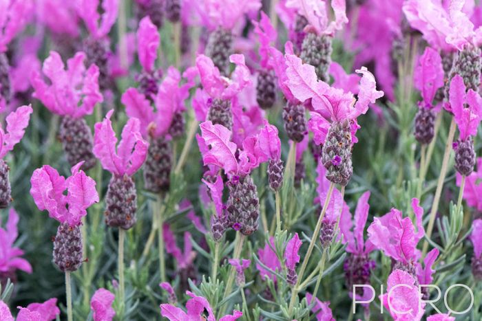 Lavender Ruffles - Bright and cheery dusty pink winged flowers are the razzleberry ruffles of lavendula and fill a garden bed with colour when in full bloom.