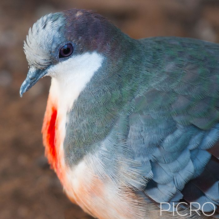 Luzon Bleeding-heart - Luzon Bleeding-heart