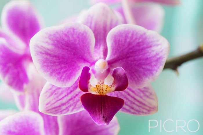 Magenta Orchid - Phalaenopsis orchid bloom with petals and sepal in shades of magenta and white with a purple and yellow throat and lip.