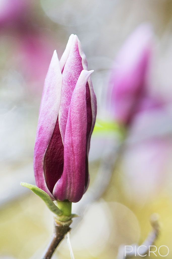 Magnolia × soulangeana - A magnolia bud as it prepares for its grand opening is the point of focus in the picture, while the soft outlines of blooms on the tree shine in the background bokeh.