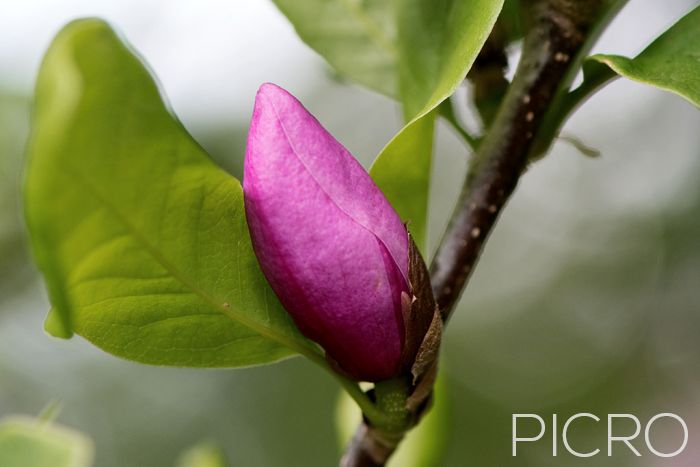 Magnolia Bud - A closed purple bud on a flowering magnolia tree awaits its time to shine.