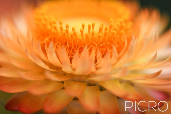 Orange Paper Daisy - Sun-kissed florets radiate in golden lighting as selective focus on the stamens using a narrow depth of field creates a dreamy image of a golden everlasting daisy.