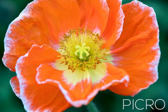 Orange Poppy - Orange Poppy