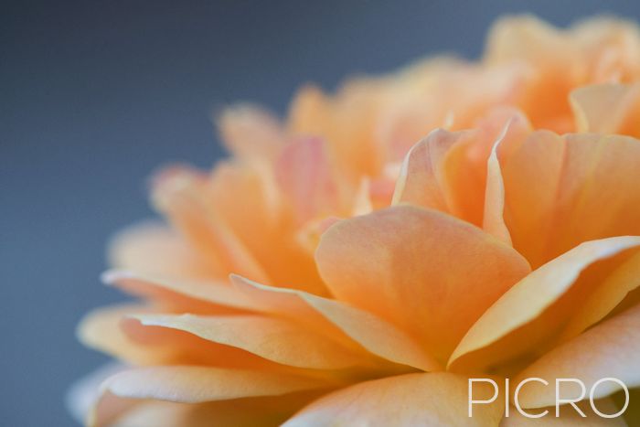 Orange Rose Petals - Gorgeous sun-kissed orange petals seductively stand out from a grey background in a shallow depth of field.