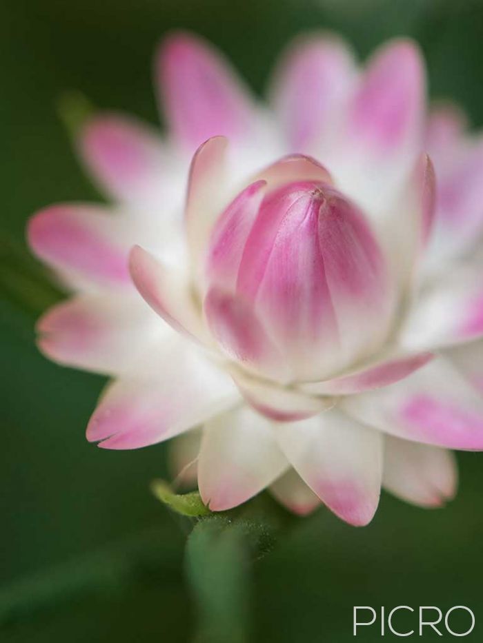 Pastel Pink Paper Daisy - Pastel Pink Paper Daisy