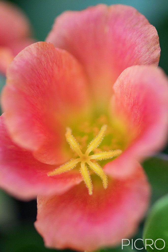 Peach Portulaca - Peach Portulaca