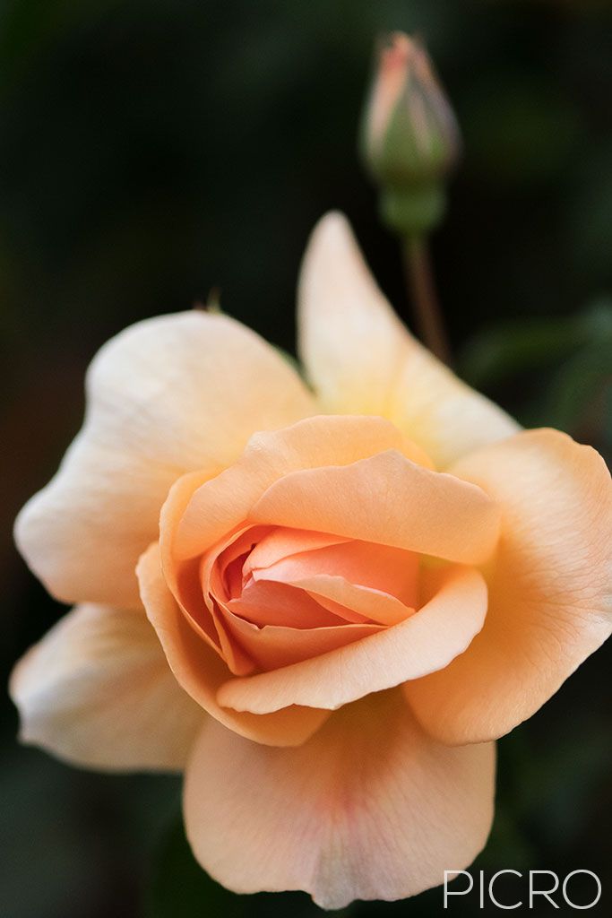 Peach Rose - Dainty peach petals draw you into the delightful rose flower as a rose bud drifts out of focus in the background bokeh.