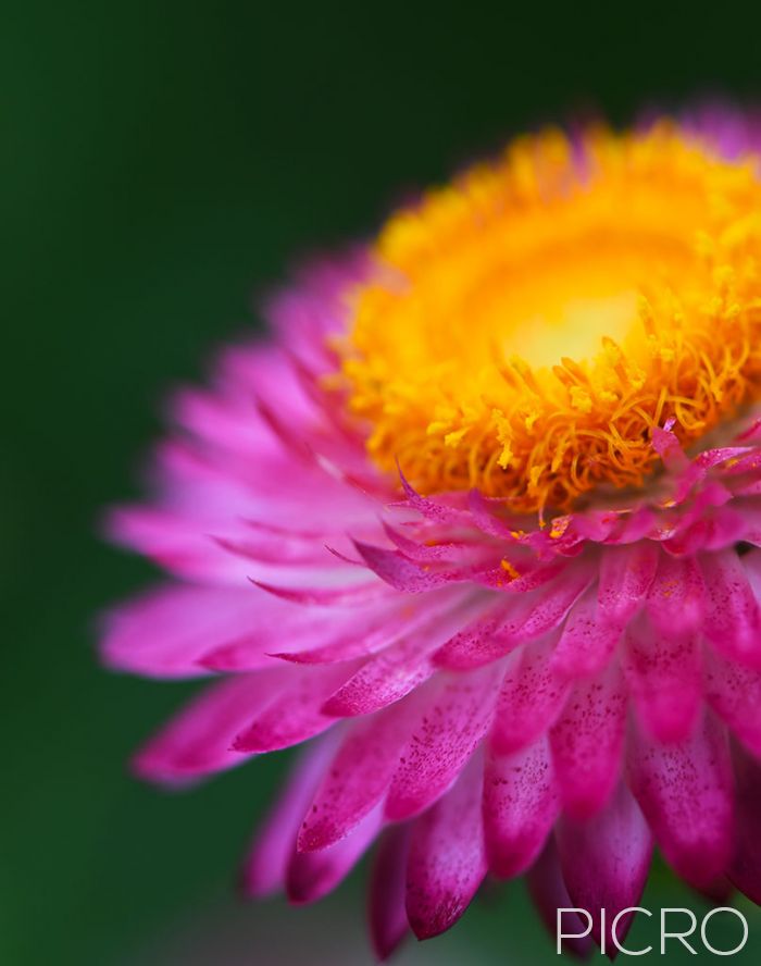 Petals of Happiness - Delightful petals and pollen on a paper daisy accompany the softness of the flower and surrounding bokeh made with the shallow focus of macro photography.