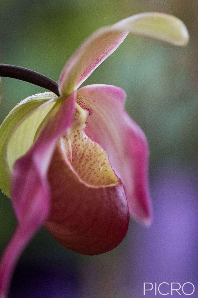 Phragmipedium Perseus 'Highclere' - Beautiful profile of a lady's slipper orchid features a mottled maroon labellum pouch accompanied by pink dorsal sepal and petals in dreamy bokeh of green and purple.