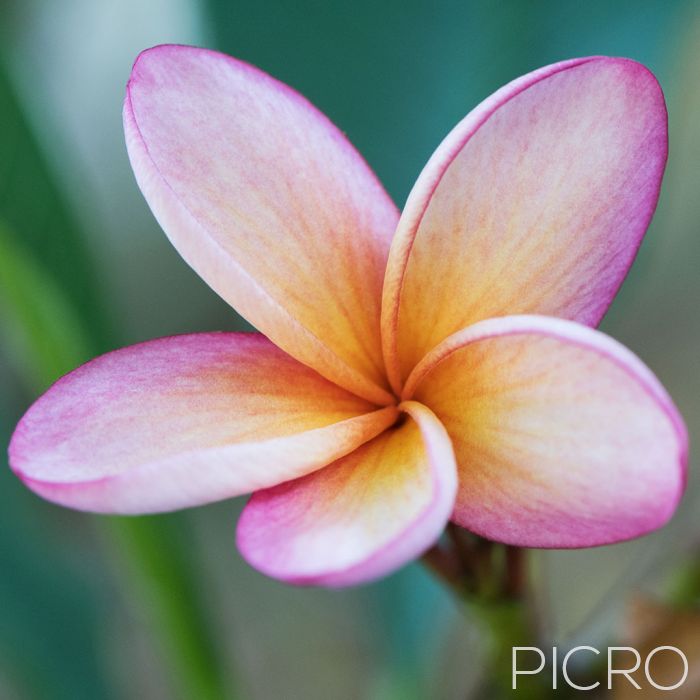 Pink and Yellow Frangipani - Stunning frangipani flower with each of its five petals beautifully composed, like an artist has meticulously painted the plumeria petals.