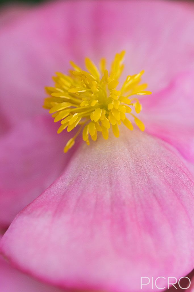 Pink Begonia - A bright and colorful perennial flower with pink sepals and yellow stamen from an ornamental begonia houseplant.