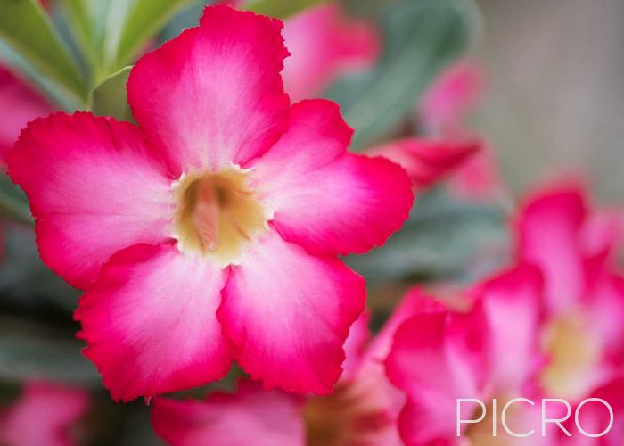 Pink Desert Rose - Pink Desert Rose