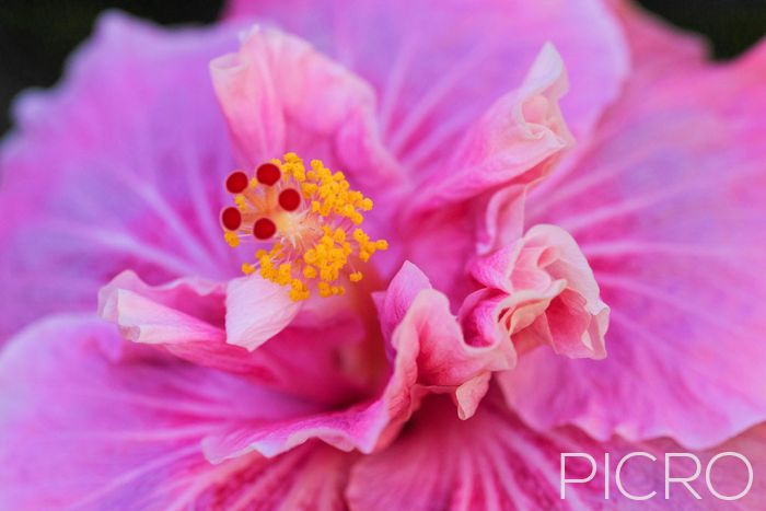 Pink Double Hibiscus - Exotic hibiscus flower decorated with fully double, ruffled petals in varying shades of pink that contrast with yellow stamens and red pistils.