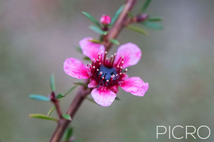 Pink Leptospermum Flower - Pink Leptospermum Flower