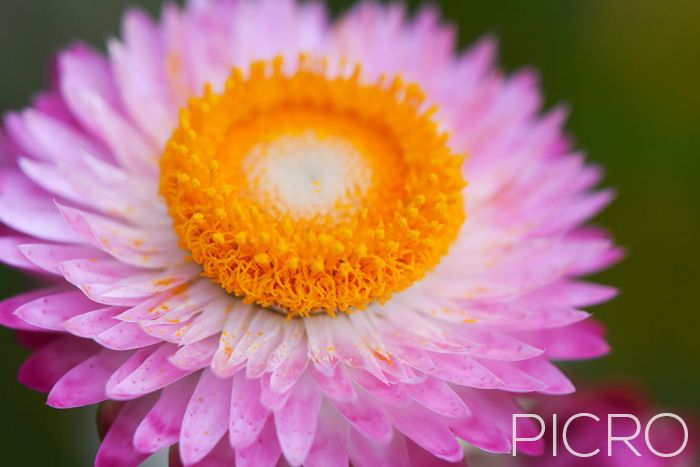 Pink Paper Daisy - A closer look at the pastel pink paper daisy, up close and personal, with a bright yellow eye and petals of a papery texture that are dusted in pollen, composed horizontally in natural light.