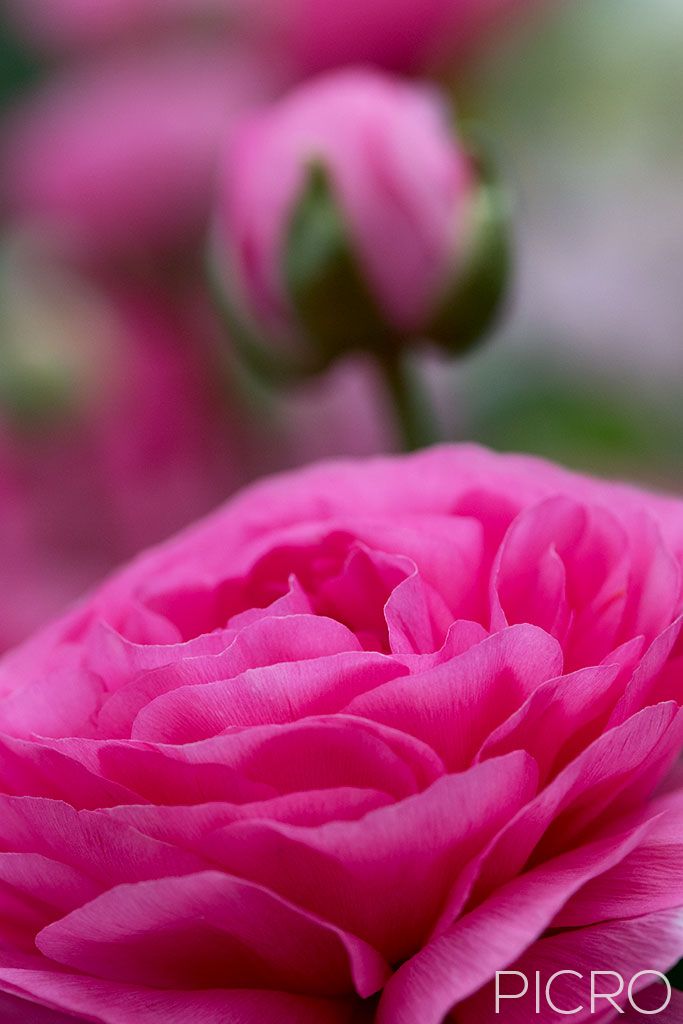 Pink Ranunculus & Bud - Pink lustrous petals of a Ranunculus blossom draw you into the beautiful bud awaiting its bloom in the bokeh from the shallow depth of field.