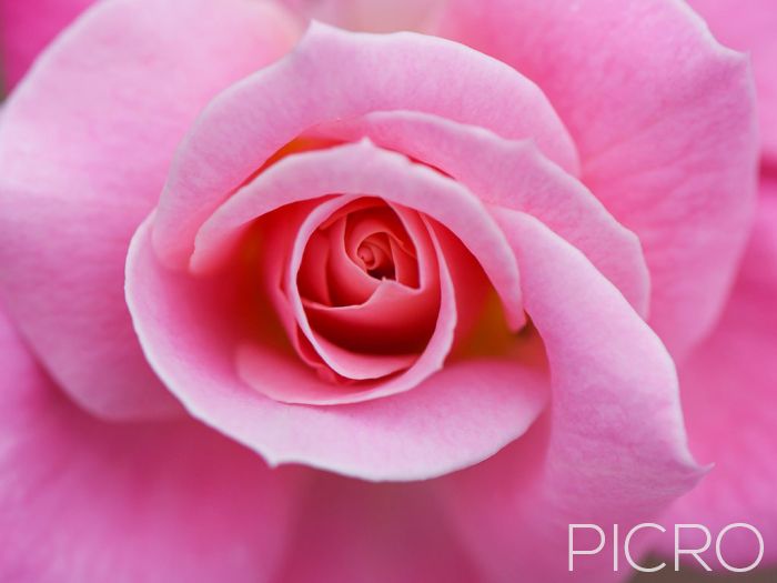 Pink Rose - Pink petals of a rose flower create a spiral pattern in a beautiful composition of harmony and balance with the subject placed in the center of the photograph.