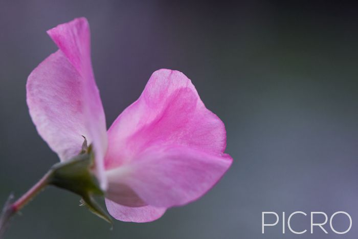 Pink Sweet Pea - Pink Sweet Pea