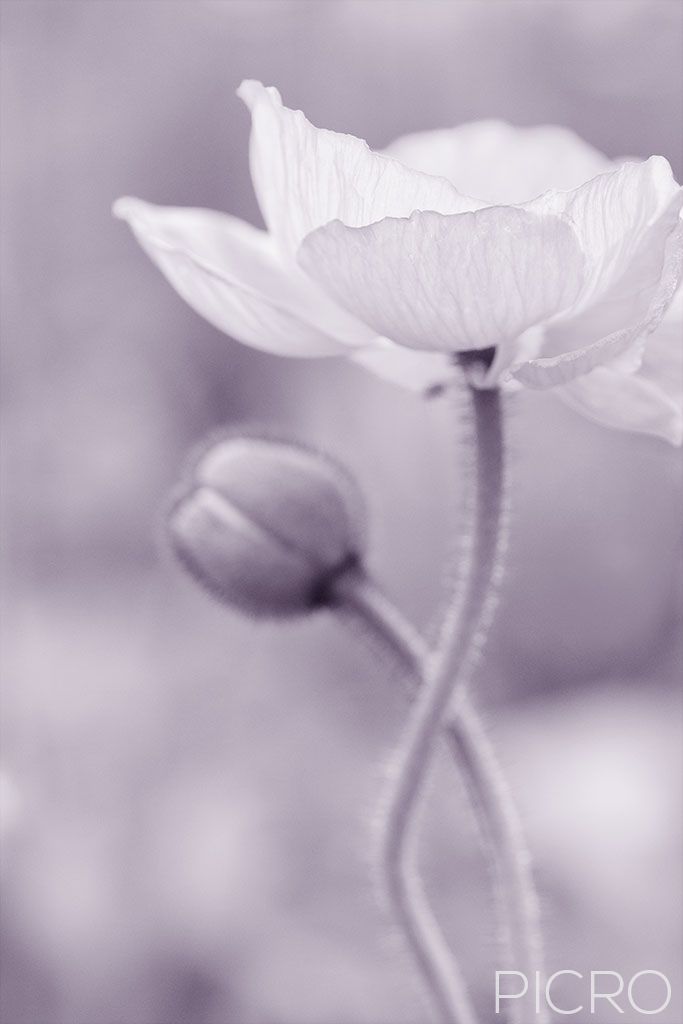 Poppy Blossom - A statement of comfort and remembrance, this artistic work features a poppy and bud in monochrome. Poppies have long been a symbol of sleep, peace, and death.
