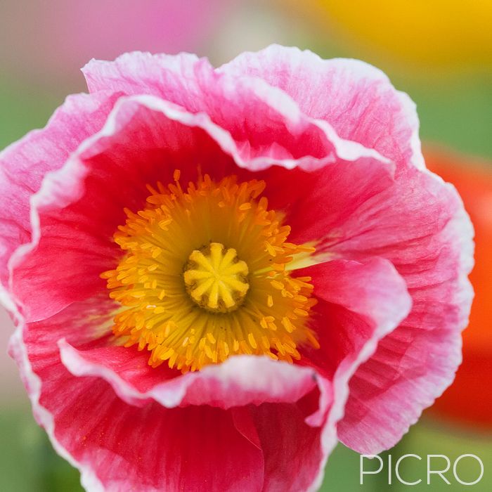 Poppy Candy - Crumpled pink petals have a white frilled edge with a yellow stigmatic disk and stamens that form a whorl in the center of the flower and rainbow bokeh surrounds the subject.
