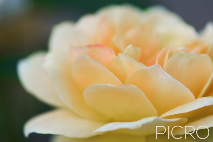 Pretty Peach Rose - Pastel peach petals of passion. The rose is a beautiful sight to behold and this delicate flower seduces with its splendor.