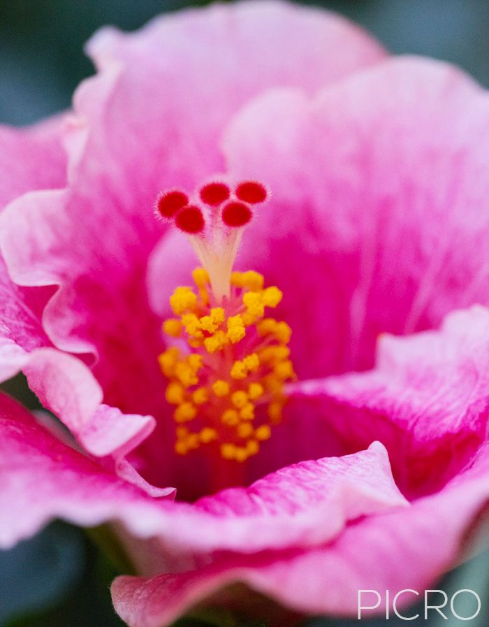 Pretty Pink Hibiscus - A close up view of the reproductive organs of a rose mallow shows the yellow stamen and red stigma that receives pollen on fertilization surrounded by its pink showy petals.