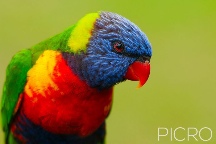 Rainbow Lorikeet - Rainbow Lorikeet