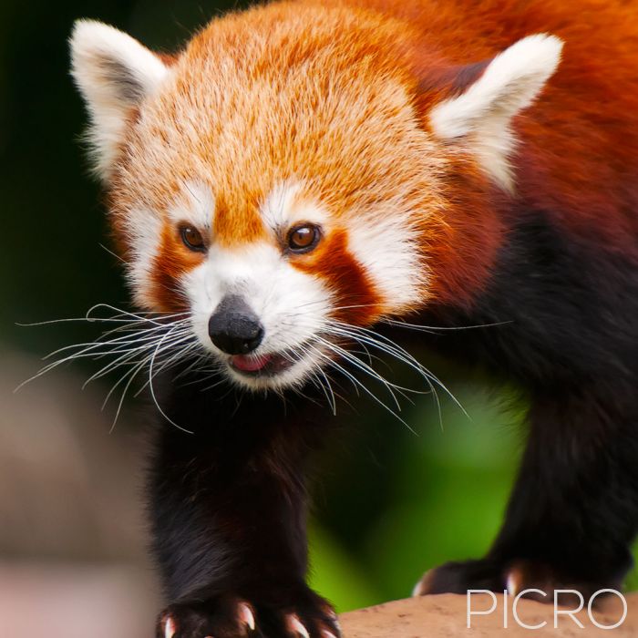 Red Panda - Red Panda
