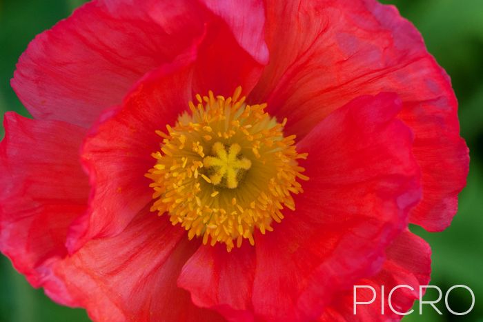 Red Poppy - Red petals contrast against the yellow stamen and stigma surrounded by green foliage bokeh that creates a vibrant floral photograph.