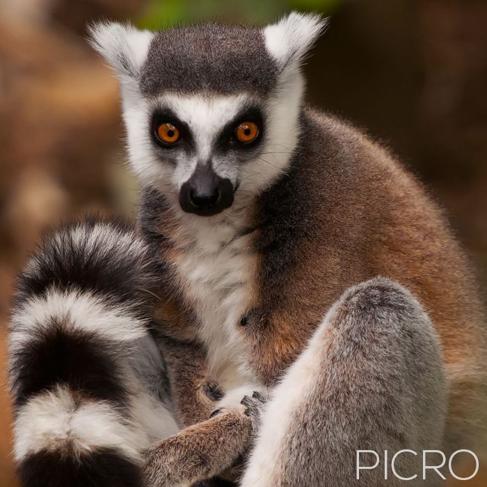 Ring-tailed Lemur - Ring-tailed Lemur