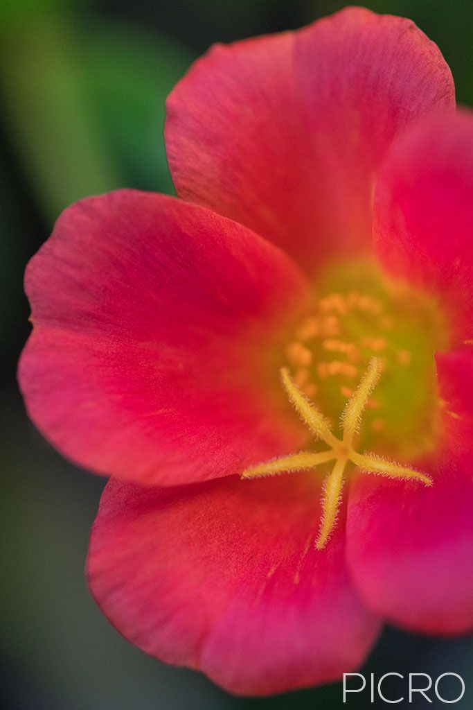 Ruby Portulaca - Ruby Portulaca