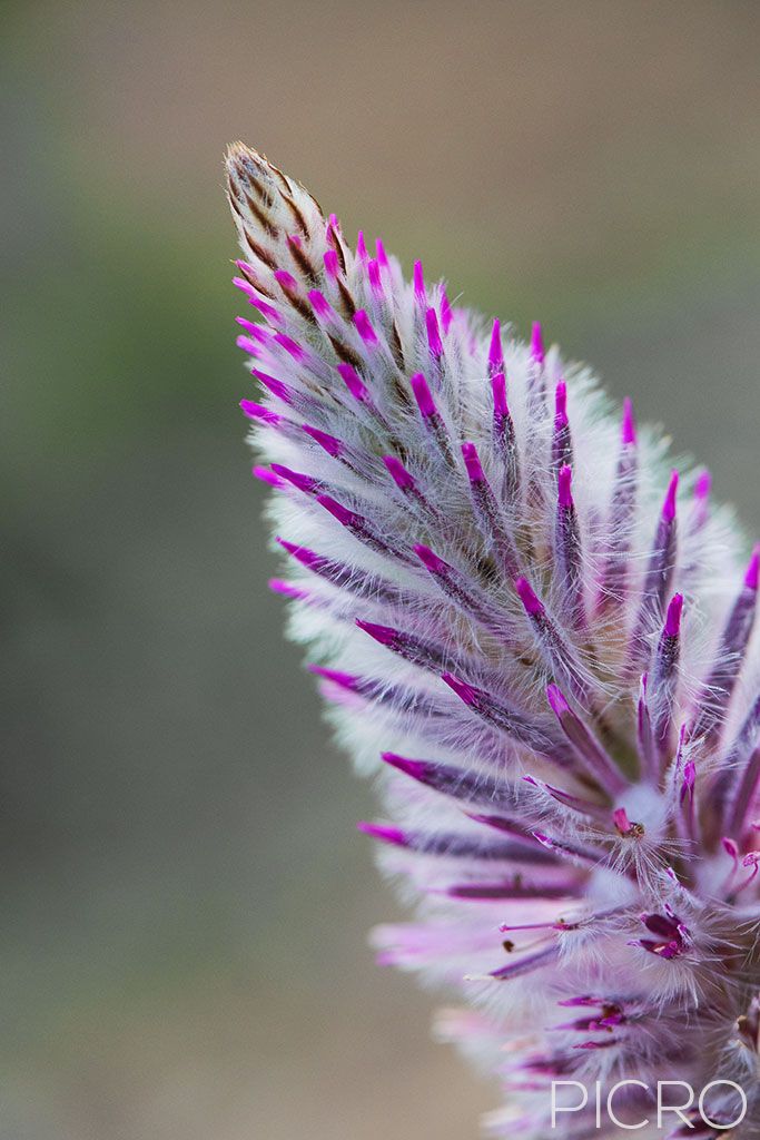 Celosia - Tiny shoots of purple as the cockscomb flower begins to bloom.