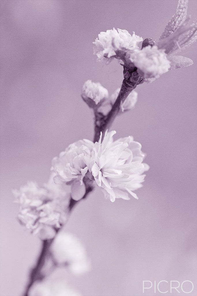 Spring Blossom - Spring Blossom