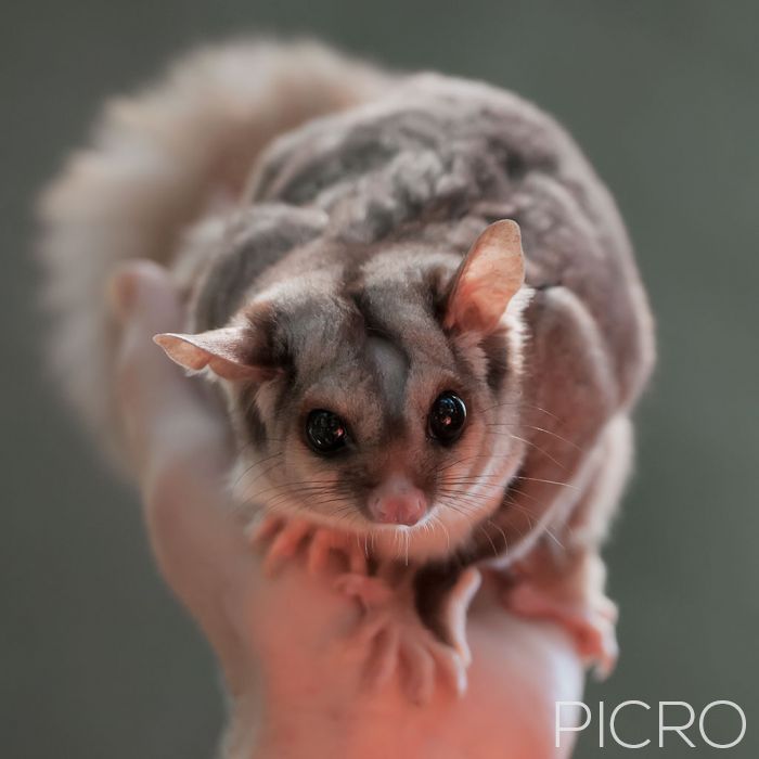 Squirrel Glider - Squirrel Glider