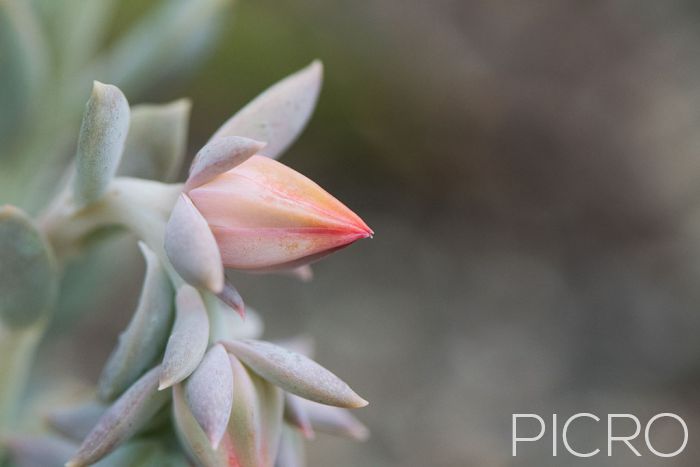 Succulent Bloom - Succulent Bloom