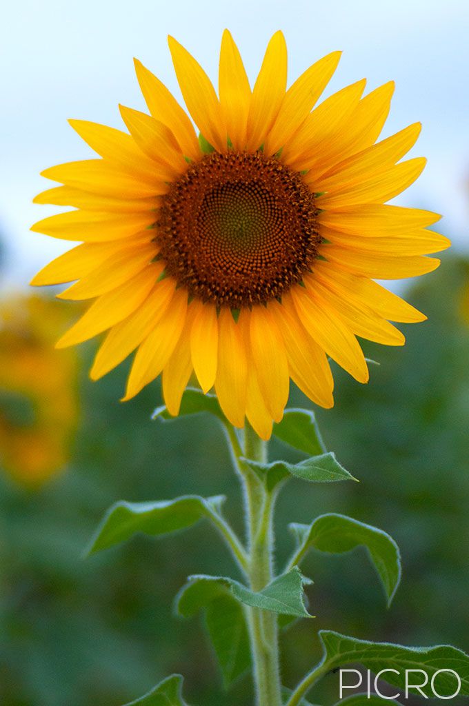 Sunflower (Helianthus) - Golden beauty of bright yellow florets of a sunflower in selective focus as it shines and stands tall in a field of sunflowers.