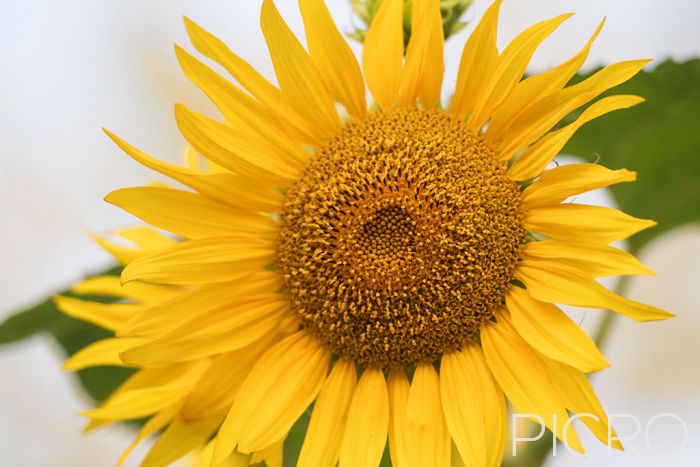 Sunflower - A  happy sunflower faces the sun as it blooms in all its glory.