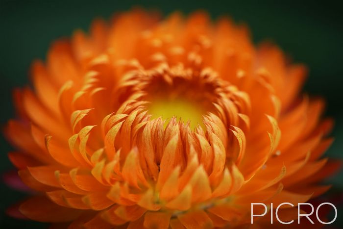 Sunkissed Orange Strawflower - Golden orange petals form a circular pattern and soft focus on the paper texture and satin sheen appearance of the everlasting daisy, perfect for cut and dried flower bouquets.