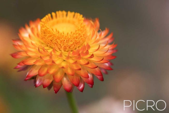 Sunset Orange Paper Daisy - Sunset Orange Paper Daisy