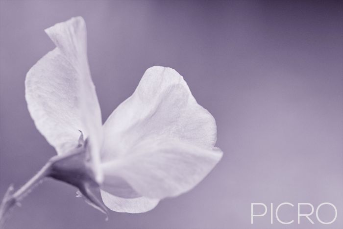 Sweet Pea Blossom - Sweet Pea Blossom