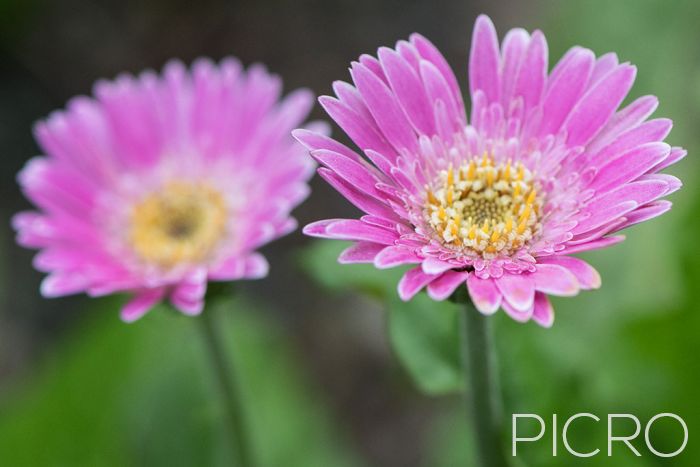 Sweet Surprise Pink Gerbera - Sweet Surprise Pink Gerbera