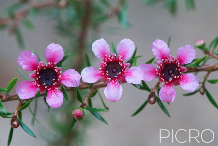 Three Tea Tree Blossoms - Three Tea Tree Blossoms