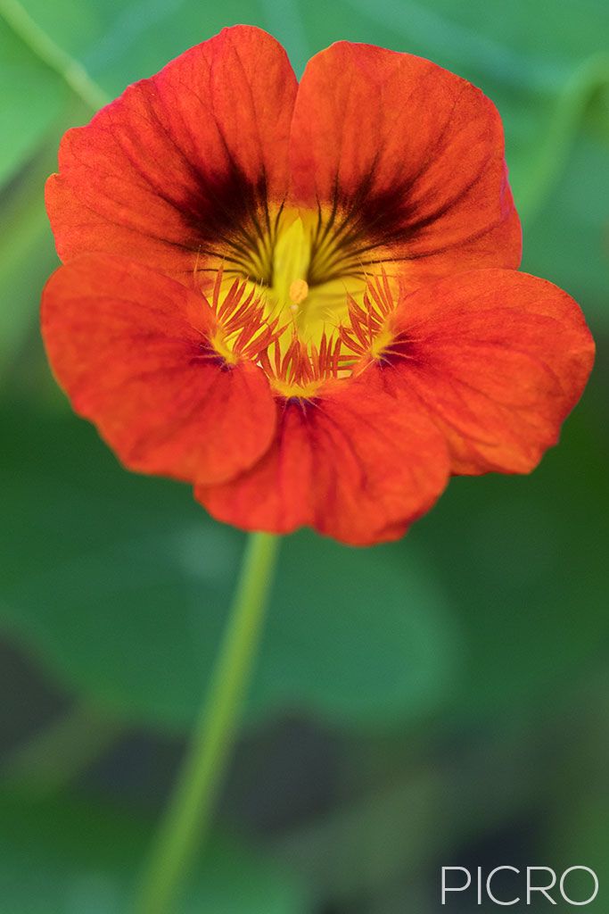 Tropaeolum majus - Brilliant orange frilled petals of the garden nasturtium flower stands solitary on its stem in a herb garden and looks good enough to eat.
