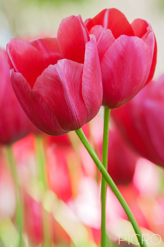 Two Pink Tulips - Two pink tulips in bloom as their stems are intertwined in this intimate close-up composition.