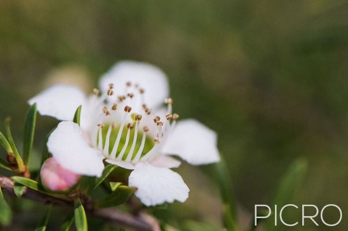 White Leptospermum - Five white petals and five groups of stamens which alternate with the petals, alongside a pale pink bud, positioned left of frame.
