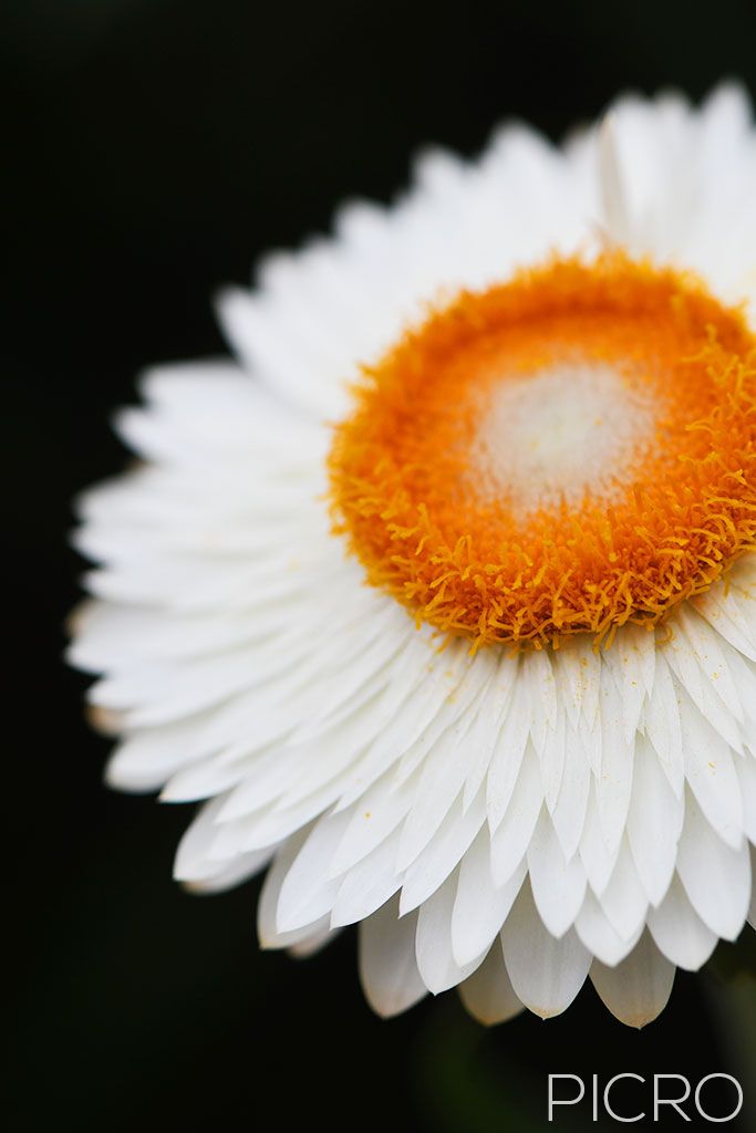 White Paper Daisy - A white paper daisy defined by highlights and shadows with a striking orange center composed vertically offers a simple and minimalist aesthetic.