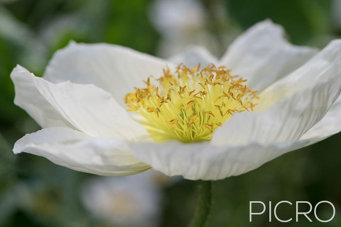 White Poppy - Gorgeous white poppy macro photograph with the yellow stamens in selective focus and dreamy white petals surrounding them.